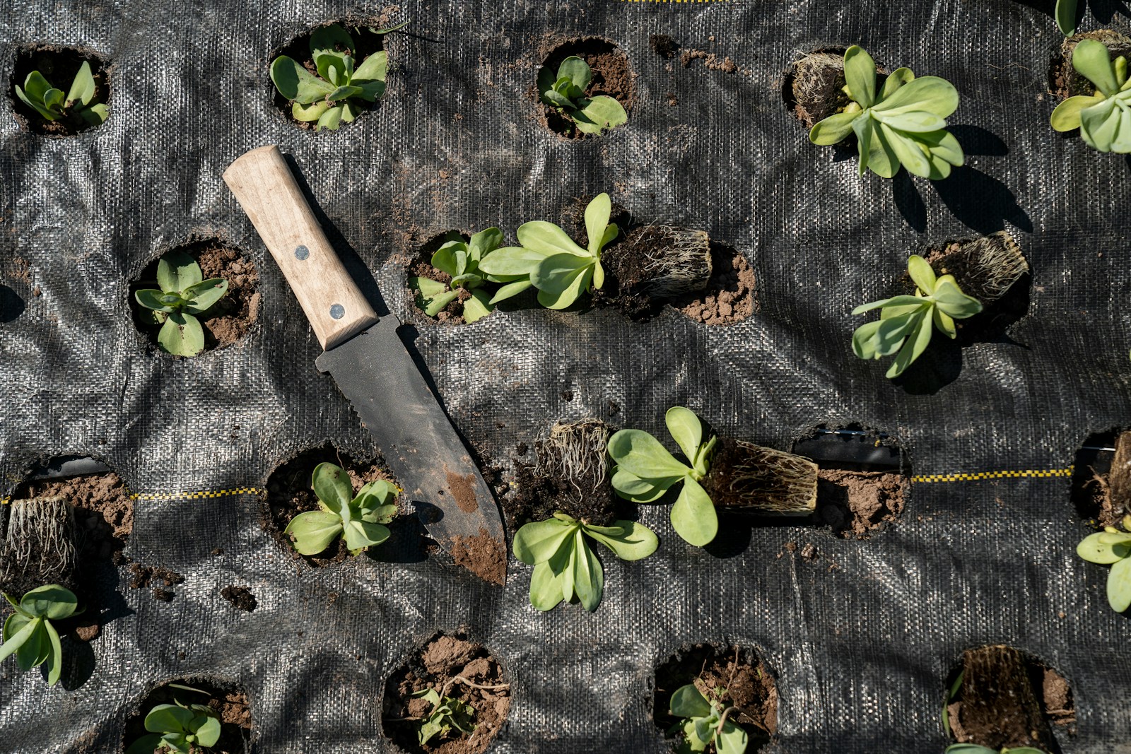 couteau pour le jardinage
