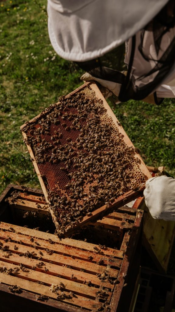 les ruches naturelles