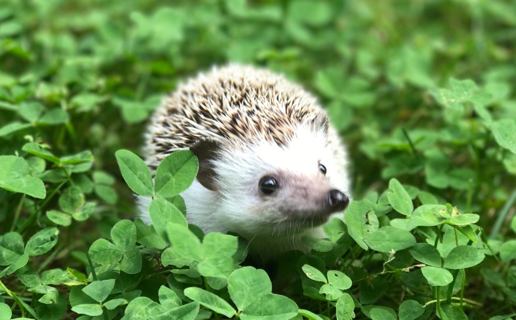 les hérissons jardin