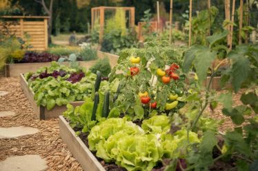 Créer un potager en permaculture : astuces pour débuter et réussir