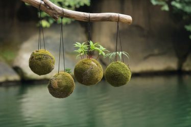 L'art du kokedama : créer des sphères végétales pour une décoration naturelle et apaisante.